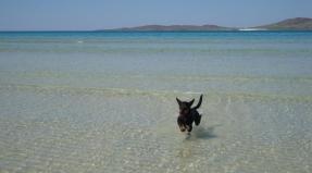 Australian Working Kelpie