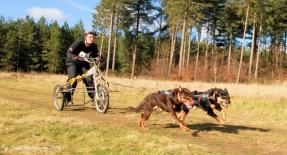 Australian Working Kelpie