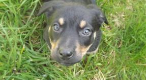 Australian Working Kelpie