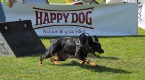 Australian Working Kelpie