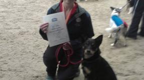 Australian Working Kelpie