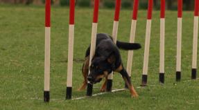 Australian Working Kelpie