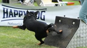 Australian Working Kelpie