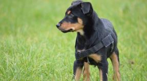 Australian Working Kelpie