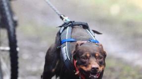 Australian Working Kelpie
