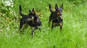 Australian Working Kelpie