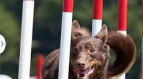 Australian Working Kelpie
