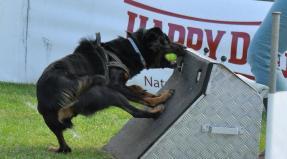 Australian Working Kelpie