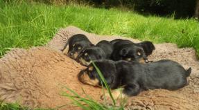 Australian Working Kelpie