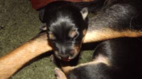 Australian Working Kelpie