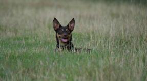 Australian Working Kelpie