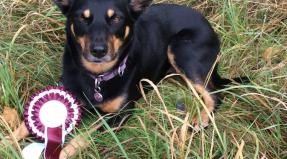 Australian Working Kelpie