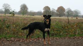 Australian Working Kelpie