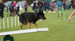 Australian Working Kelpie
