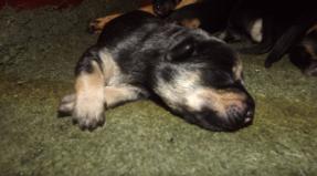Australian Working Kelpie