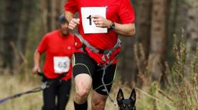 Australian Working Kelpie