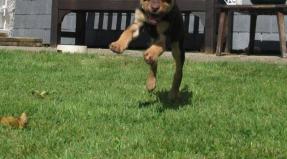 Australian Working Kelpie