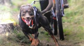 Australian Working Kelpie