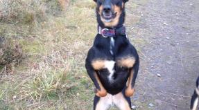Australian Working Kelpie