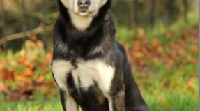 Australian Working Kelpie