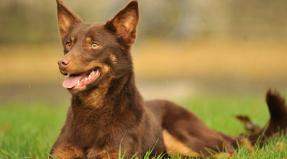 Australian Working Kelpie