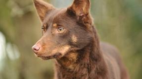 Australian Working Kelpie