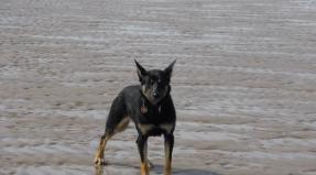 Australian Working Kelpie