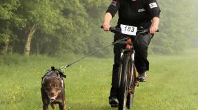 Australian Working Kelpie