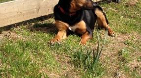 Australian Working Kelpie