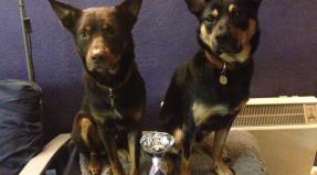 Australian Working Kelpie