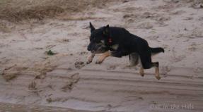Australian Working Kelpie