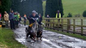 Australian Working Kelpie