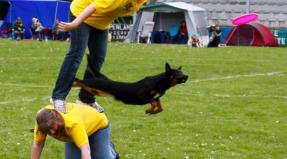 Australian Working Kelpie