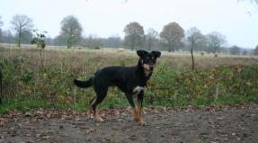 Australian Working Kelpie