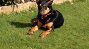 Australian Working Kelpie