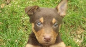 Australian Working Kelpie
