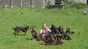 Australian Working Kelpie
