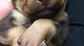 Australian Working Kelpie