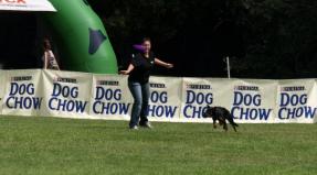 Australian Working Kelpie