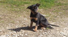 Australian Working Kelpie