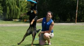 Australian Working Kelpie