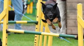 Australian Working Kelpie