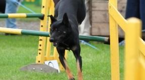 Australian Working Kelpie