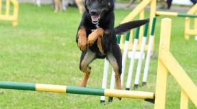 Australian Working Kelpie