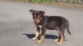 Australian Working Kelpie
