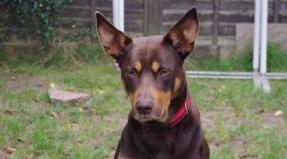 Australian Working Kelpie