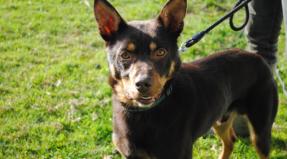 Australian Working Kelpie