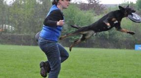 Australian Working Kelpie