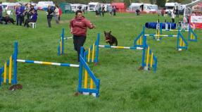 Australian Working Kelpie