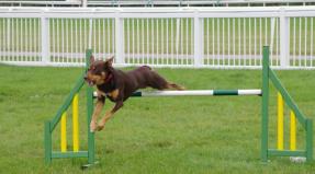 Australian Working Kelpie
